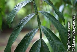 Image result for Lepisanthes