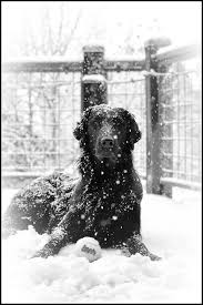 The 2 Things Buddy Loved Snow And Tennis Balls This Is Beautiful Makes Me Miss Mr Duffy And Buck Baby Dogs Dogs Beautiful Dogs
