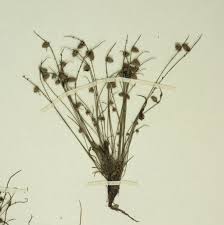 Image result for Lipocarpha