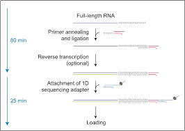 Other reagents in a screwtop tube or bottle may be also included depending on the type of kit. Direct Rna Sequencing Kit