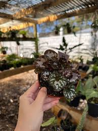 Image result for Begonia wollastonii