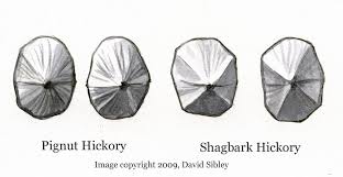 The size of the two hickories differs only slightly, shagbark growing to heights of 70 to 90 feet, and shellbark to between 60 and 80. Variation In Shape Of Hickory Nuts Sibley Guides
