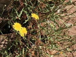 Image result for Tolpis capensis