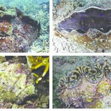 Made from high quality hardwoods and are 3/4 thick. Pdf The Ecological Significance Of Giant Clams In Coral Reef Ecosystems