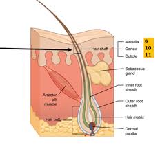 We did not find results for: 2 03 Integumentary System Hair