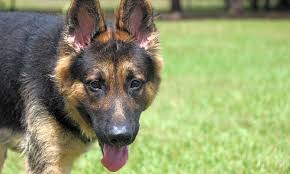 Get a life pet rescue 501 (c)(3) organization donate via paypal: These Orlando Based Dogs Are Up For Adoption And In Need Of A Good Home