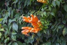 Flowers native to northern virginia. Plants Native To Northern Virginia