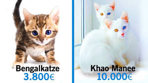 Dunyanin En Pahali 7 Kedi Turu Youtube