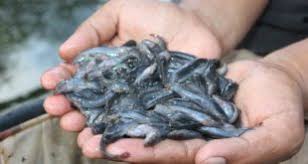 Belut merupakan salah satu jenis ikan air tawar yang cukup tinggi penggemarnya. 6 Langkah Cara Ternak Belut Tanpa Lumpur Bagi Pemula