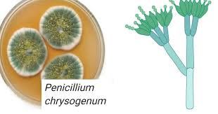 Image result for Penicillin