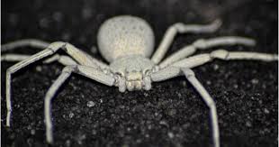 There is no south african language. The World S Most Dangerous Spiders Warning Graphic Images Cbs News