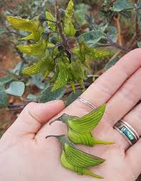 Sinekkusuna Benzeyen Bu Ilginc Cicek Yesil Kus Cicegi Veya Muhtesem Kus Cicegi Olarak Bilinen Bir Tur Latince Adi Crotalaria Cunninghamii Yesil Beautiful Ve Kus