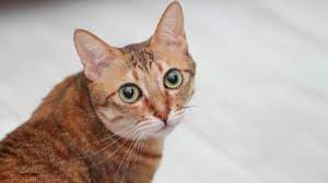 Why Are Orange Tabby Cats So Affectionate