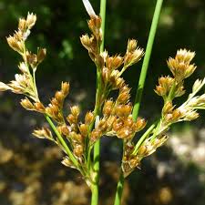 Image result for Juncaceae