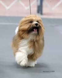 Check spelling or type a new query. My Front Page Heaven Sent Havanese
