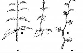 A huge number of trees and shrubs boast white flowers. A Partial Listing Of Publications On Tree And Shrub Identification Unh Extension