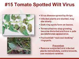 Includes chapters on integrated management of tomato pests and specific aspects of tomato pest management, including within fully illustrated throughout with line drawings and color plates that illustrate key pest and beneficial arthropods associated with tomato production around the world. Advanced Tomato Workshop Ppt Video Online Download