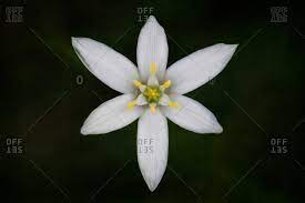 Video showing how to make a 6 petal balloon flower from 160q balloons. Six Petal Flower With Yellow Center Stock Photo Offset
