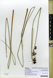 Image result for Juncus kraussii