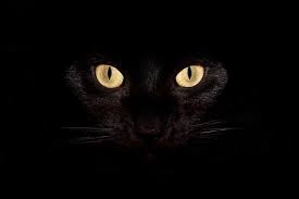 Pagan Desktop Wallpaper Viewing Gallery Halloween Desktop Wallpaper Cat Wallpaper Scary Halloween Backgrounds