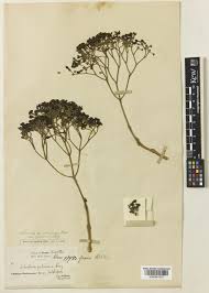 Image result for Schrebera