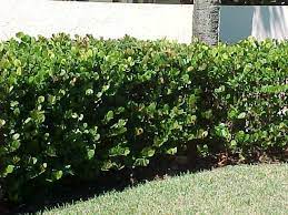 We did not find results for: Tropical Hedges A Primer List Pictures And Articles Beautiful Gardens Florida Landscaping Landscaping Plants
