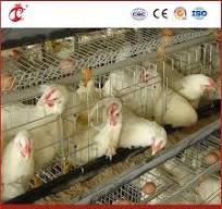 Bestchickencage Ordinary Type Layer Cage China Wooden Chicken Layer Coops  Factory OEM Custom Good Ventilate Design Exercise Chicken Layer Cage