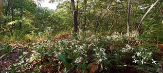 Image result for Pavetta radicans