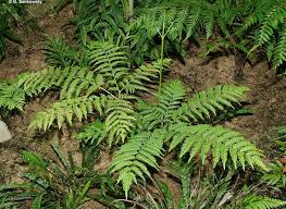 Image result for Pteris tripartita