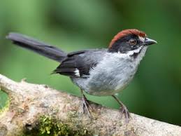 Image result for Schizostephanus alatus