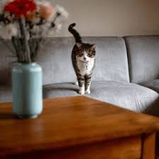 See more ideas about panic anxiety, understanding anxiety, how to treat anxiety. What Is The Hottest Item Being Crocheted This Teeny Tiny Cat Couch Kritter Kommunity What Is The Hottest Item Being Crocheted This Teeny Tiny Cat Couch