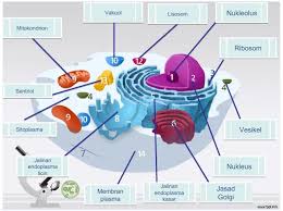 Sel hewan memiliki dua sentriol di dalam (2009). Wickedbiology Powerpoint Notes Biologi Tingkatan 4 Facebook