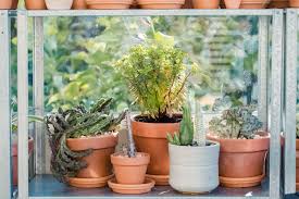 Image result for Euphorbia