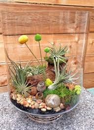 Terrarium With Rocks Preserved Moss Air Plant Orchid Bark Charcoal Stones Glass Wood Billy Balls Air Plan Air Plants Terrarium Plants Large Air Plants