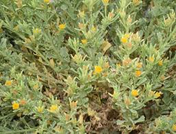 Image result for Pegolettia retrofracta