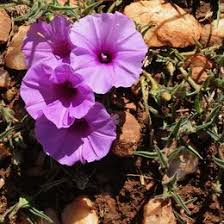 Image result for Ipomoea blepharophylla