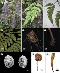 Image result for Dryopteridaceae
