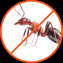 Pest control & pest bird control services… no matter what pest you may have an issue or wish to protect your home or business against, pest solutions pest solutions glasgow branch are here to help with all of your pest control needs. Exterminator Melbourne Management Sevices All Guard Pest Control