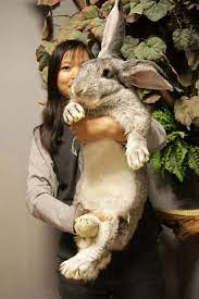 11 Flemish Rabbits Ideas Giant Rabbit Flemish Giant Rabbit Flemish Giant