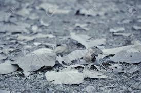 Sad face background picture resolution: Foliage On The Ground Sad Background Concept Stock Photo Picture And Royalty Free Image Image 37508404