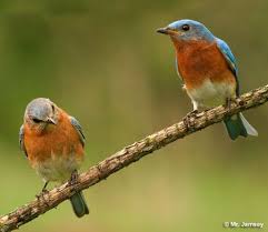 Black And White Birds In Georgia This Site Has A Wonderful Online Guide Called The Nifty Fifty Which Shows A Quick Reference Of 50 Common Birds In Georgia Birds Blue Bird Backyard Birds
