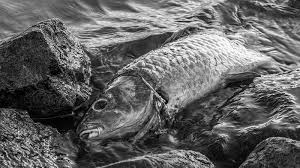 Maybe you would like to learn more about one of these? 6 Arti Mimpi Tentang Ikan Jika Melihat Banyak Ikan Mati Maka Waspadalah Tribun Jogja