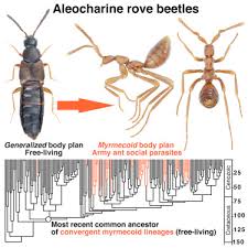This is because different ants prefer different kinds of foods. Deep Time Convergence In Rove Beetle Symbionts Of Army Ants Sciencedirect