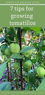 How To Grow Tomatillos 7 Tips For Growing Tomatillos Growing In The Garden Growing Tomatillos Tomatillo Plant Organic Gardening Tips