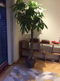 Ask A Question Forum Money Tree Leaves Turning Brown Garden Org