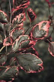 Image result for Fagonia isotricha