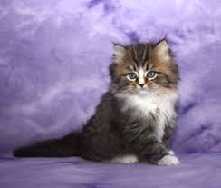 Ragamuffin Kittens For Adoption Ragamuffin Kittens