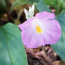 Image result for Rhodopentas bussei