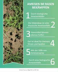 Haben ameisen haus und garten erobert, können sie die ameisen mit ameisengift und co. Ameisen Im Rasen Gegen Und Praventionsmassnahmen