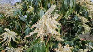 Image result for Pieris formosa